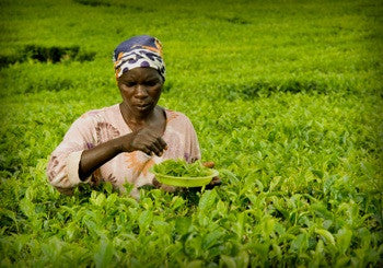 African Tea
