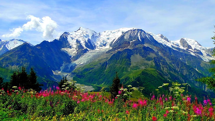 Alpine Meadow Tea Herbal Infusion Mind Body Spirit Lovely Taste Respiratory Digestive Problems