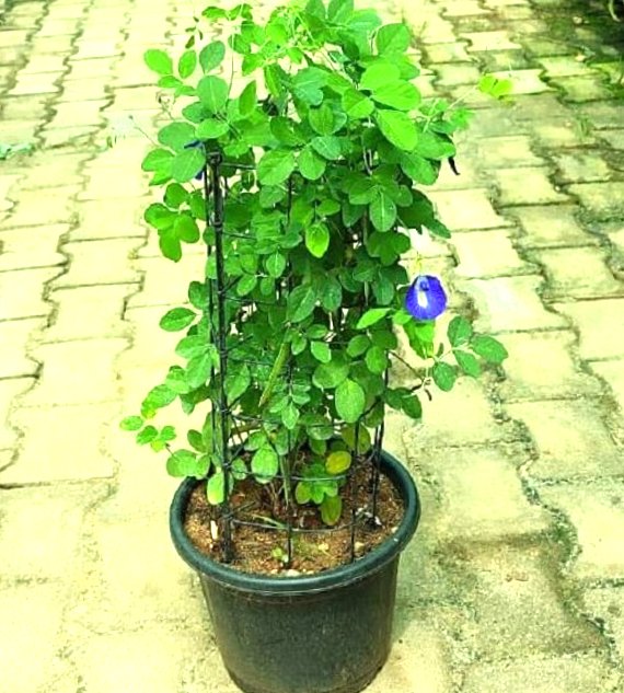 Blue Butterfly Pea Flower Tea Memory Relaxation Tranquilising Female Libido
