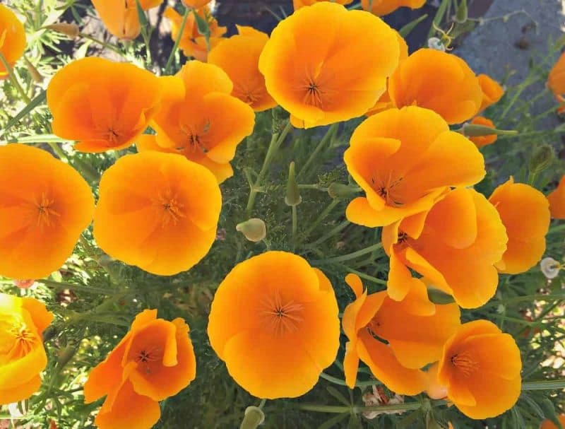 Californian Poppy Herbal Tea Helps With Pain Reduction Soothing Tonic Ease Stress