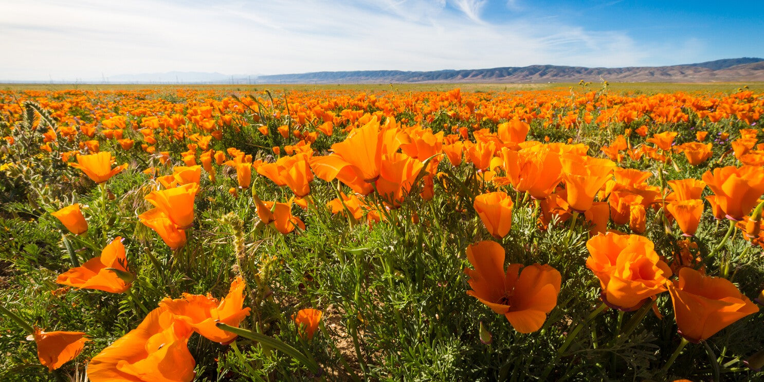 Californian Poppy Herbal Tea Helps With Pain Reduction Soothing Tonic Ease Stress