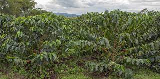Colombian Bolivar Washed Arabica Whole Coffee Bean Dark Roasted Great Taste Inexpensive