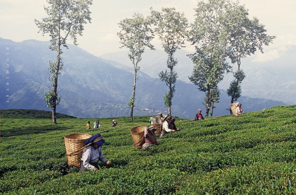 Darjeeling Chamling Estate SFTGFOP Grade 1 Clonal 2nd Flush Black Loose Leaf Tea