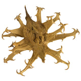 Devil's Claw Root Tea Wild Picked Herbal Infusion Arthritic Rheumatoid Anorexia