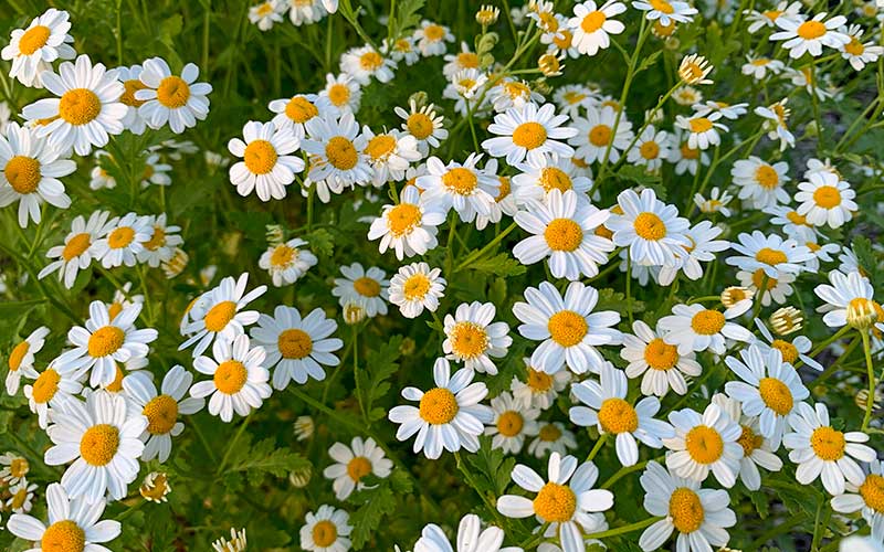 Feverfew Herbal Tea Or Tisane Very Healthy Drink Helps Migraine Depression Vertigo