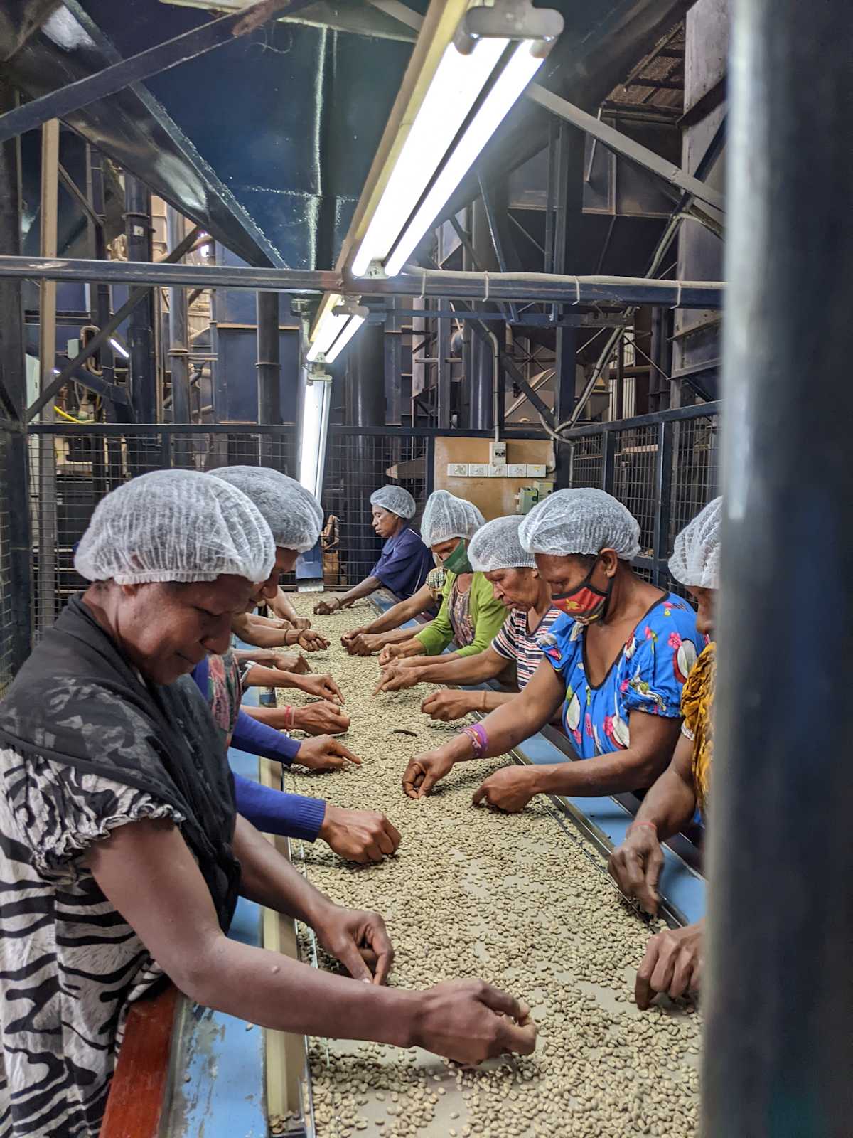 Papua New Guinea Kongo B Grade Whole Coffee Beans Excellent Medium Roast Coffee