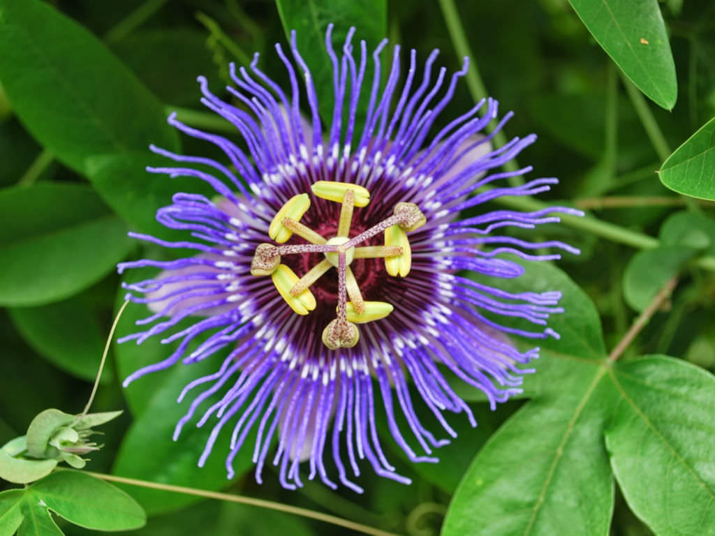 Passionflower Tea Naturally Grown Herbal Infusion Anti Stress Lowers Anxiety Great Sleep ADHD
