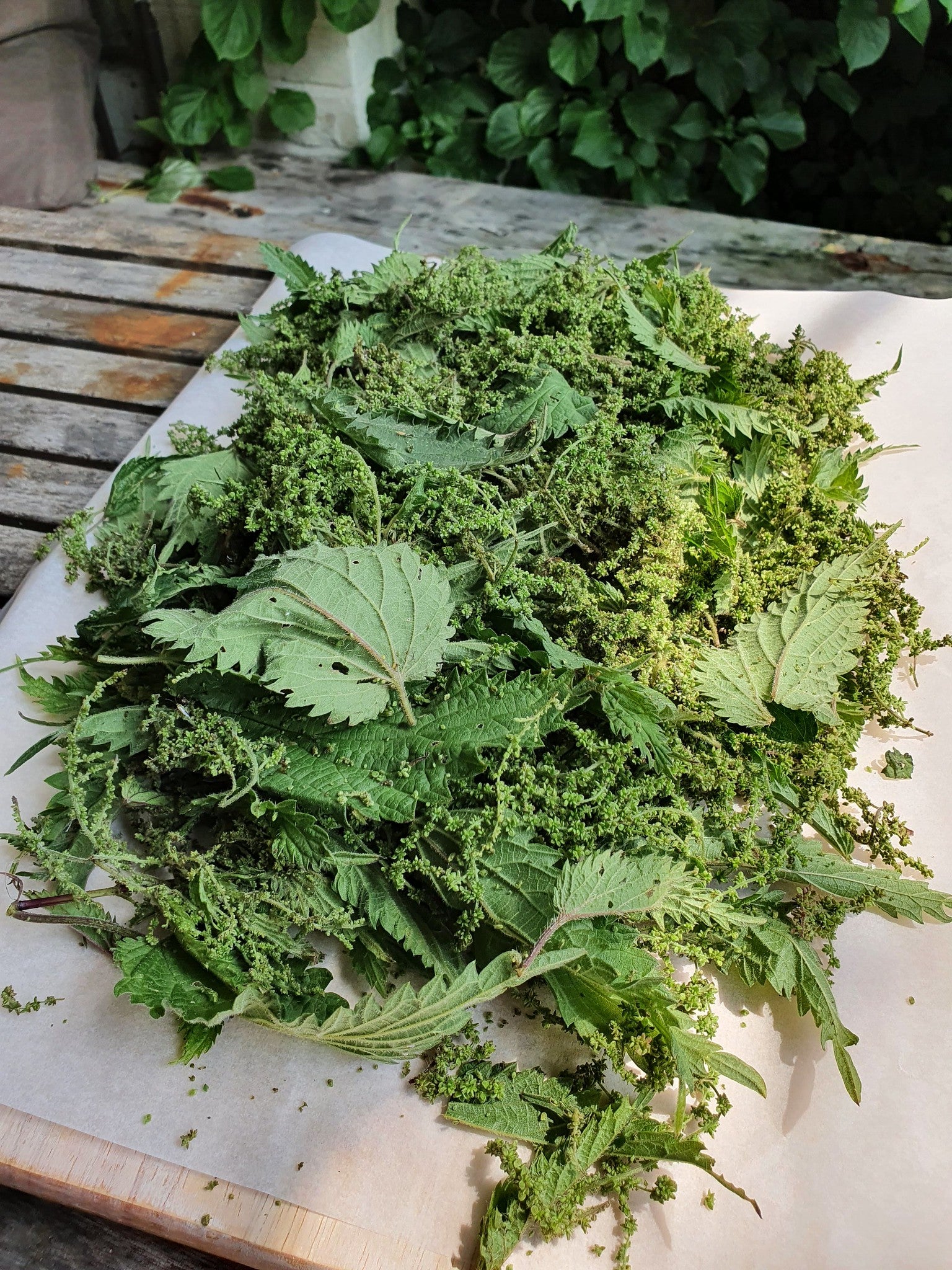 Stinging Nettle Seed Tea Naturally Grown Herb Tea Or Tisane For Boosting Healthy Living
