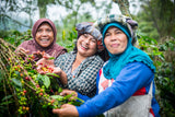 Sumatran Ketiara Co-operative Fair Trade Arabica Whole Coffee Beans