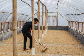 West Blue Java Whole Coffee Beans A Much Sought After Rare Indonesian Coffee