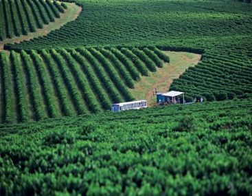 Brazilian Daterra Santa Colomba Rainforest Alliance Whole Coffee Beans