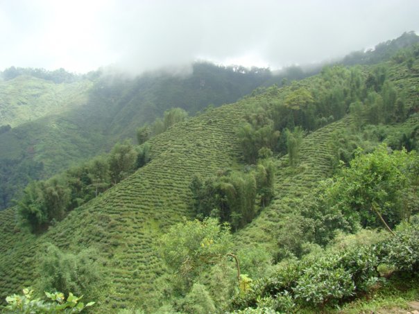 Darjeeling Avongrove FTGFOP1 Organic 2nd Flush Clonal Loose Leaf Black Tea Gently Stirred