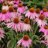 Echinacea Leaves Cut Leaf Infusion Immune System Colds Diabetes Anxiety Osteoarthritis
