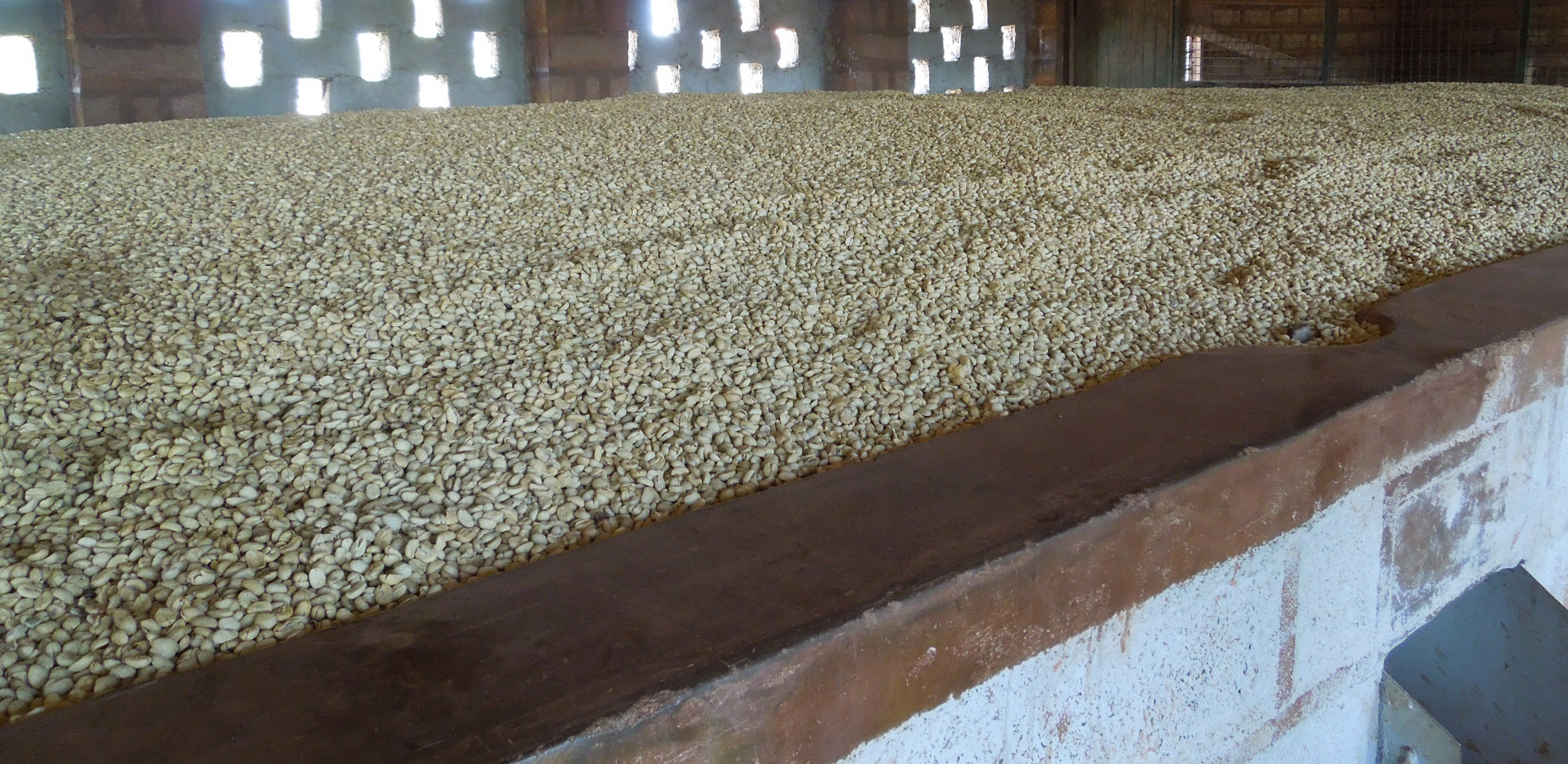 Kenya Acacias AA Grade Coffee Beans Dark Roasted Superb Flavour High Quality