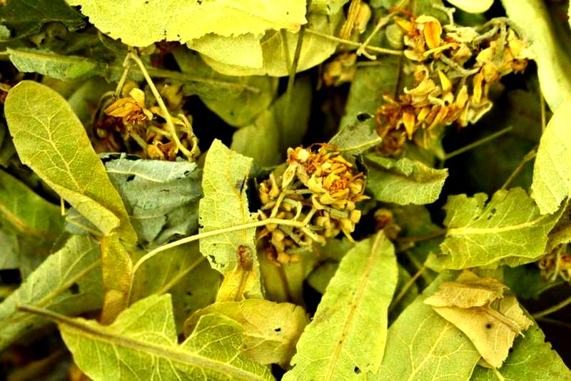 Limeflower Bracts Herbal Tea Cut Leaf Relaxing Tisane Aids Sleep Add To Children's Bath Water