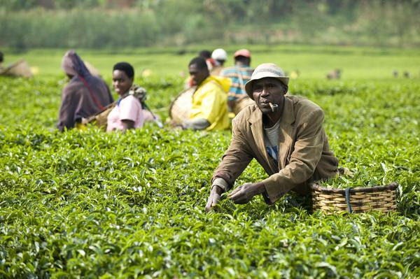 Rwanda Rukeri Plantation Orange Pekoe Black Organic Fair Trade Loose Leaf Tea Gently Stirred