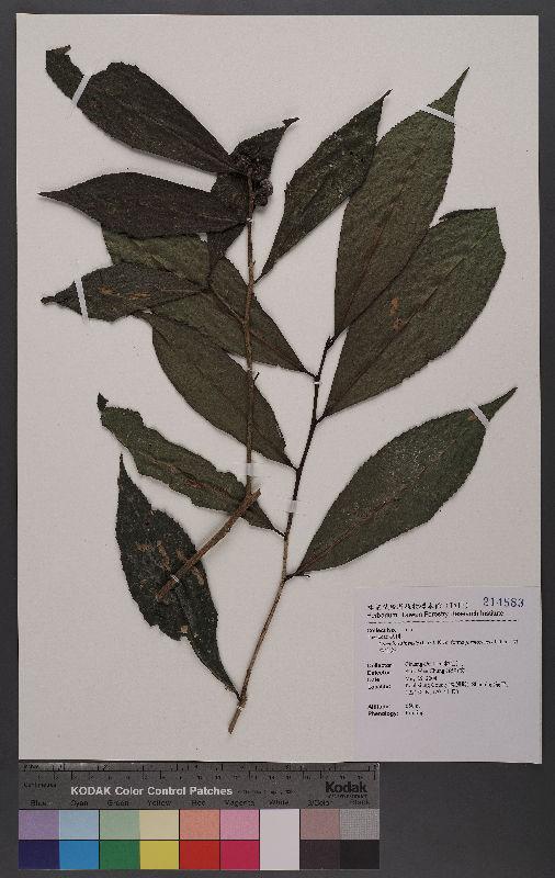 Taiwanese Style Ruby Oolong Anxi Tea Speciality Rare Hand Rolled