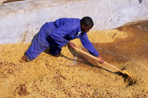 Zambia Mubuyu Farm AAA Grade Coffee Beans Medium Roast Fantastic Flavour