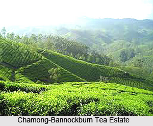 2020 First Early Darjeeling Tea Update