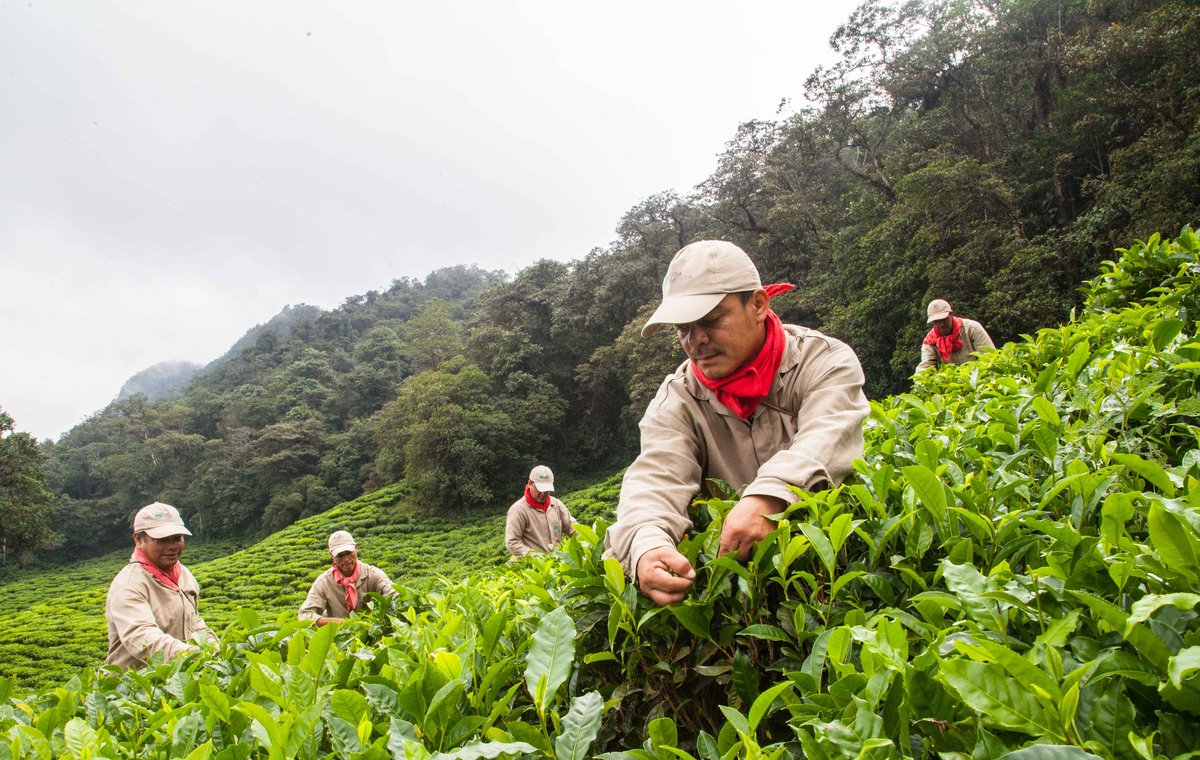 South American Tea