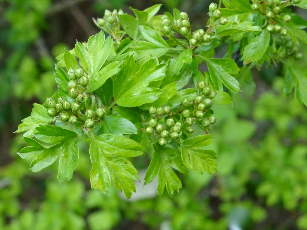 Hawthorn Shoots Herbal Loose Leaf Tea Tisane Infusion Anti-inflammatory Anxiety