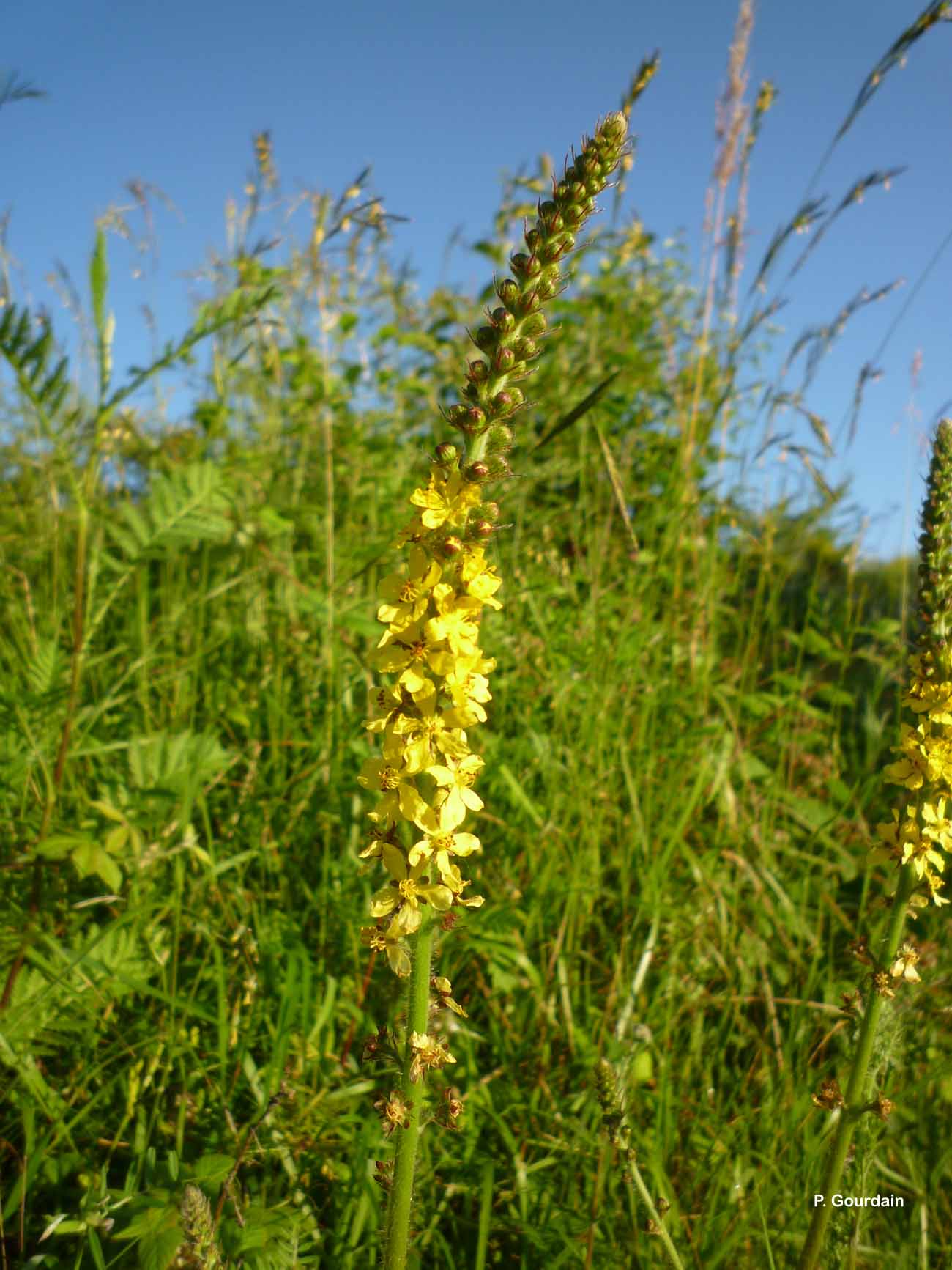 Agrimony All-Heal Naturally Grown Tea Or Tisane Very Healthy A Lovely Unusual Drink