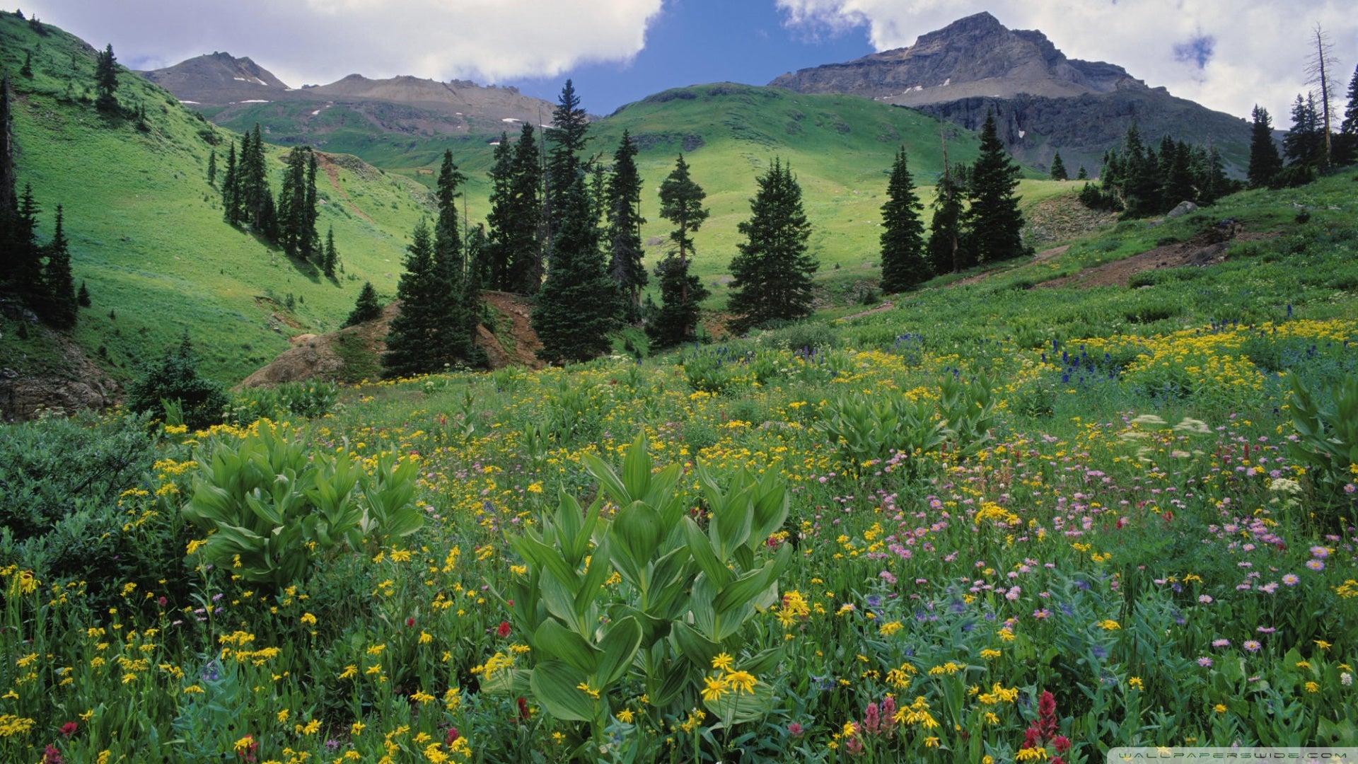 Alpine Meadow Tea Herbal Infusion Mind Body Spirit Lovely Taste Respiratory Digestive Problems