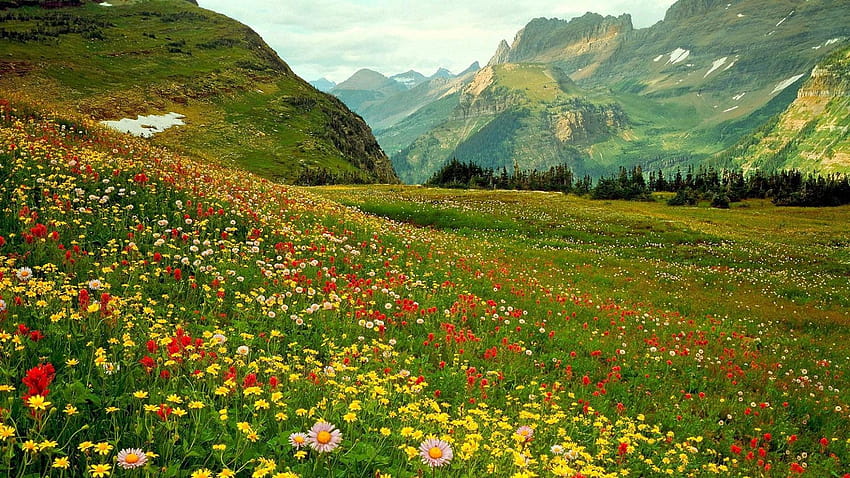 Alpine Meadow Tea Herbal Infusion Mind Body Spirit Lovely Taste Respiratory Digestive Problems