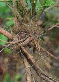 Ashwagandha Root Indian Ginseng Loose Leaf Healthy Herbal Tea Infusion Viagra