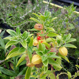 Ashwagandha Root Indian Ginseng Loose Leaf Healthy Herbal Tea Infusion Viagra
