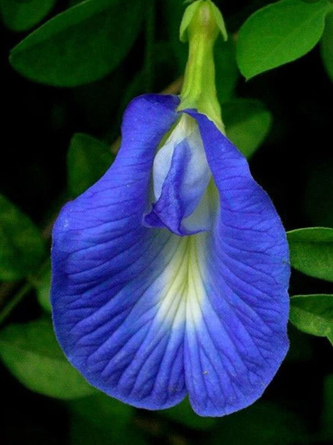 Blue Butterfly Pea Flower Tea Memory Relaxation Tranquilising Female Libido