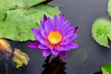 Blue Lotus Flower Tea Eye of Horus Improve Sleep Reduce Anxiety Whole Flowers
