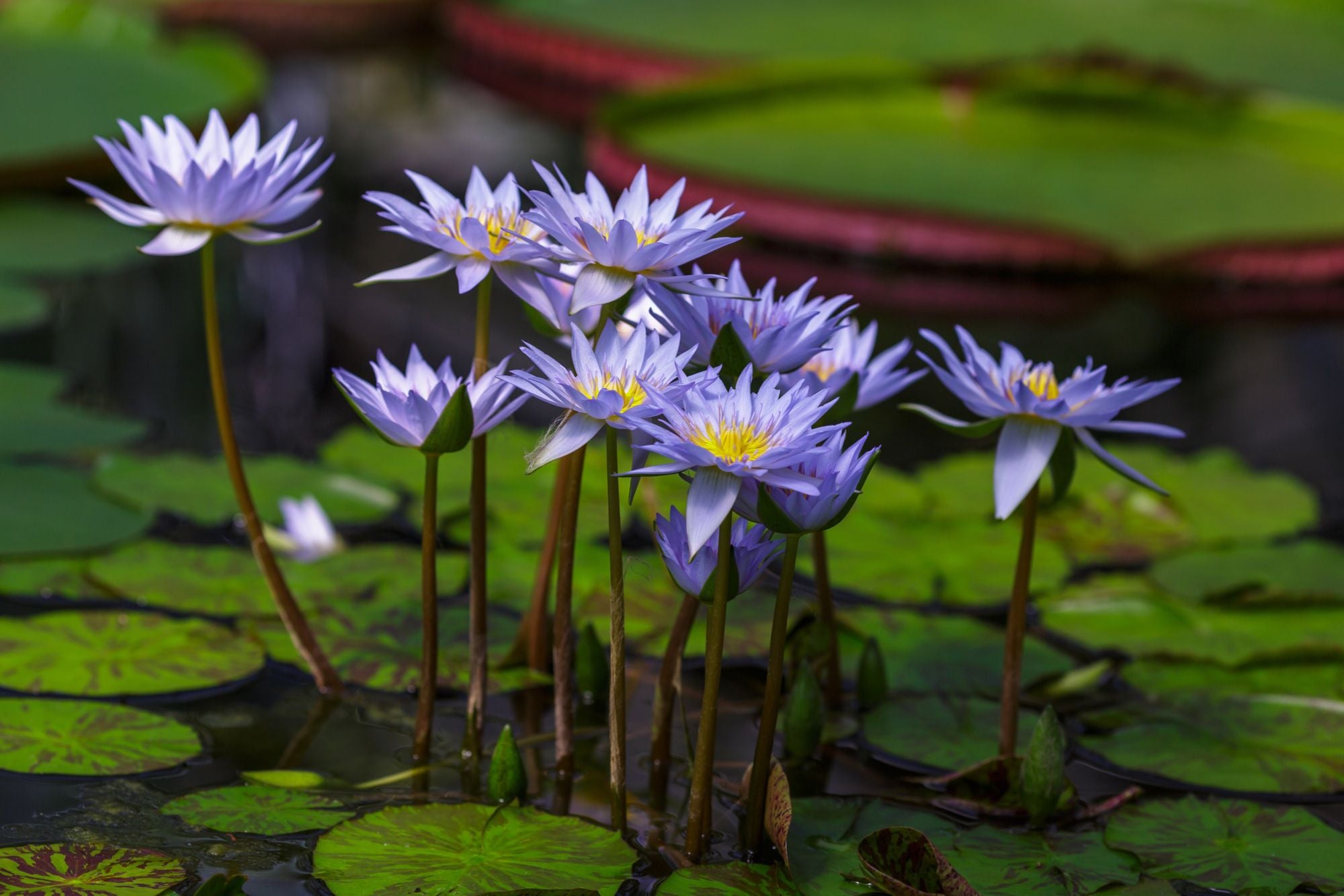 Blue Lotus Flower Tea Eye of Horus Improve Sleep Reduce Anxiety Whole Flowers