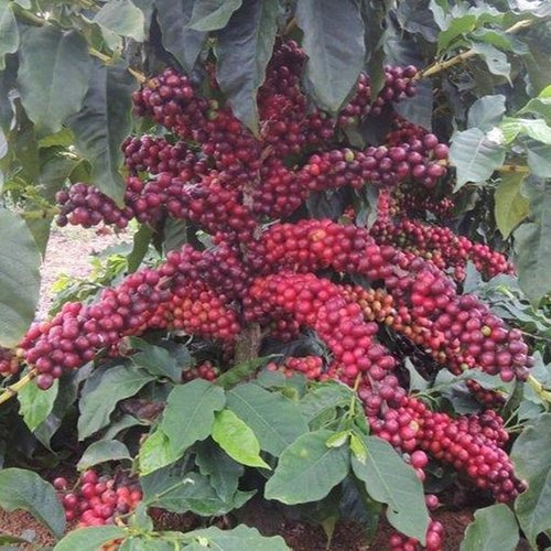Brazilian Cerrado Swiss Water Decaffeinated Whole Coffee Bean Rainforest Great Taste