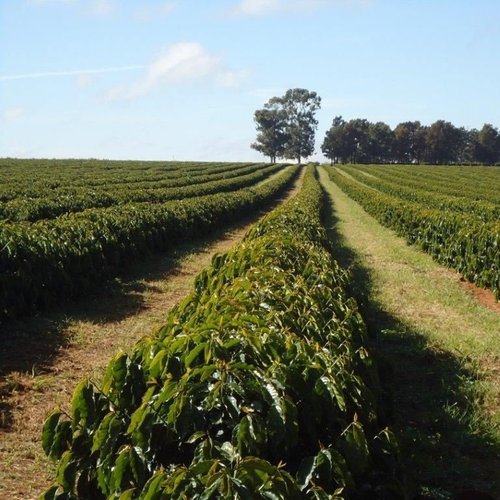 Brazilian Cerrado Swiss Water Decaffeinated Whole Coffee Bean Rainforest Great Taste