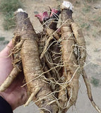 Burdock Root Tea Naturally Grown Loose Leaf Healthy Acne, Psoriasis, Eczema, Blood Purifier