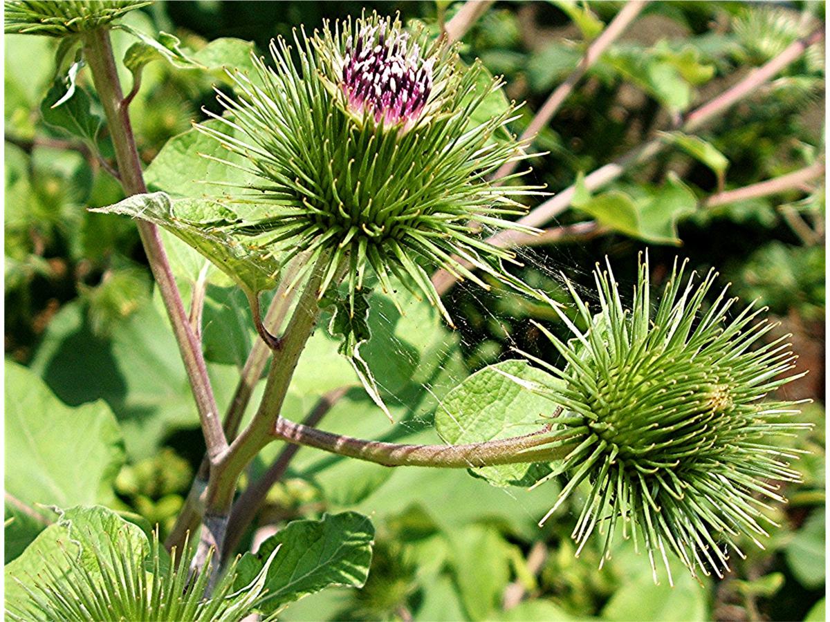 Burdock Root Tea Naturally Grown Loose Leaf Healthy Acne, Psoriasis, Eczema, Blood Purifier