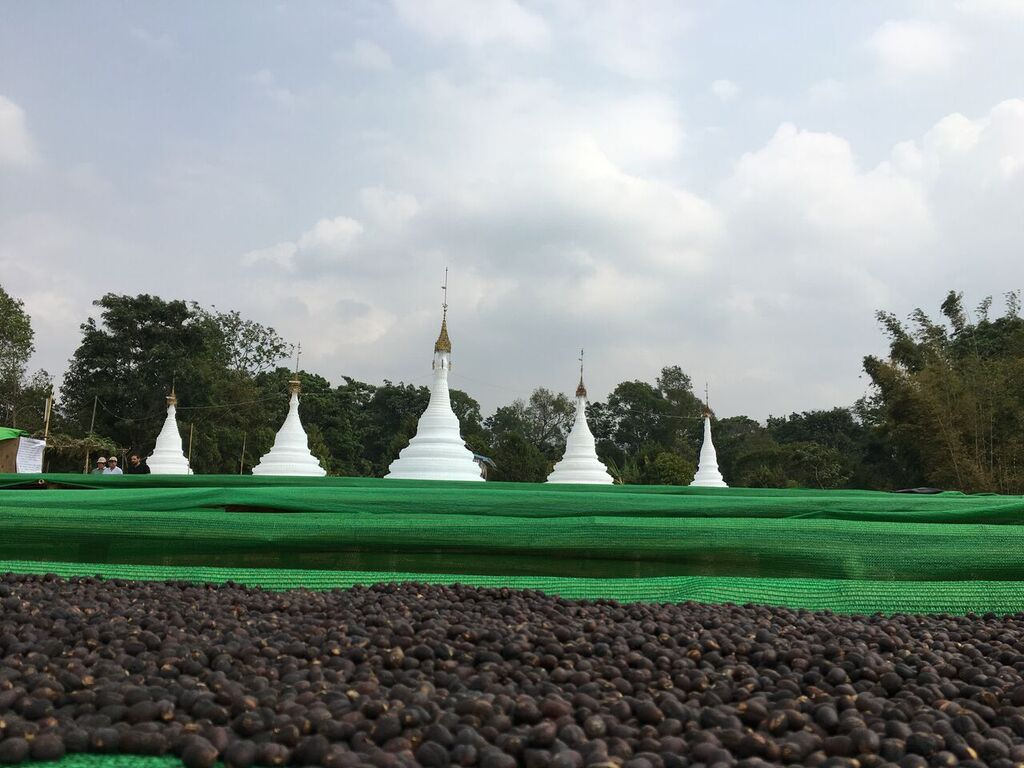 Burmese Myanmar Shan Estates Whole Coffee Beans Medium Roast Unusual Great Taste Rare