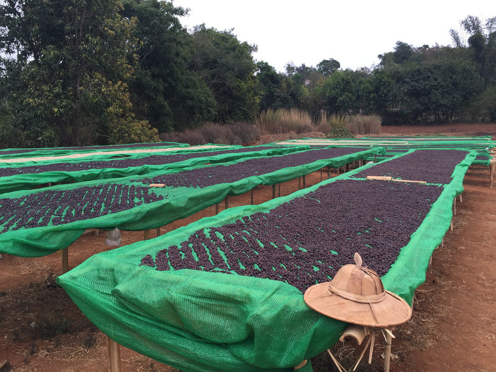 Burmese Myanmar Shan Estates Whole Coffee Beans Medium Roast Unusual Great Taste Rare