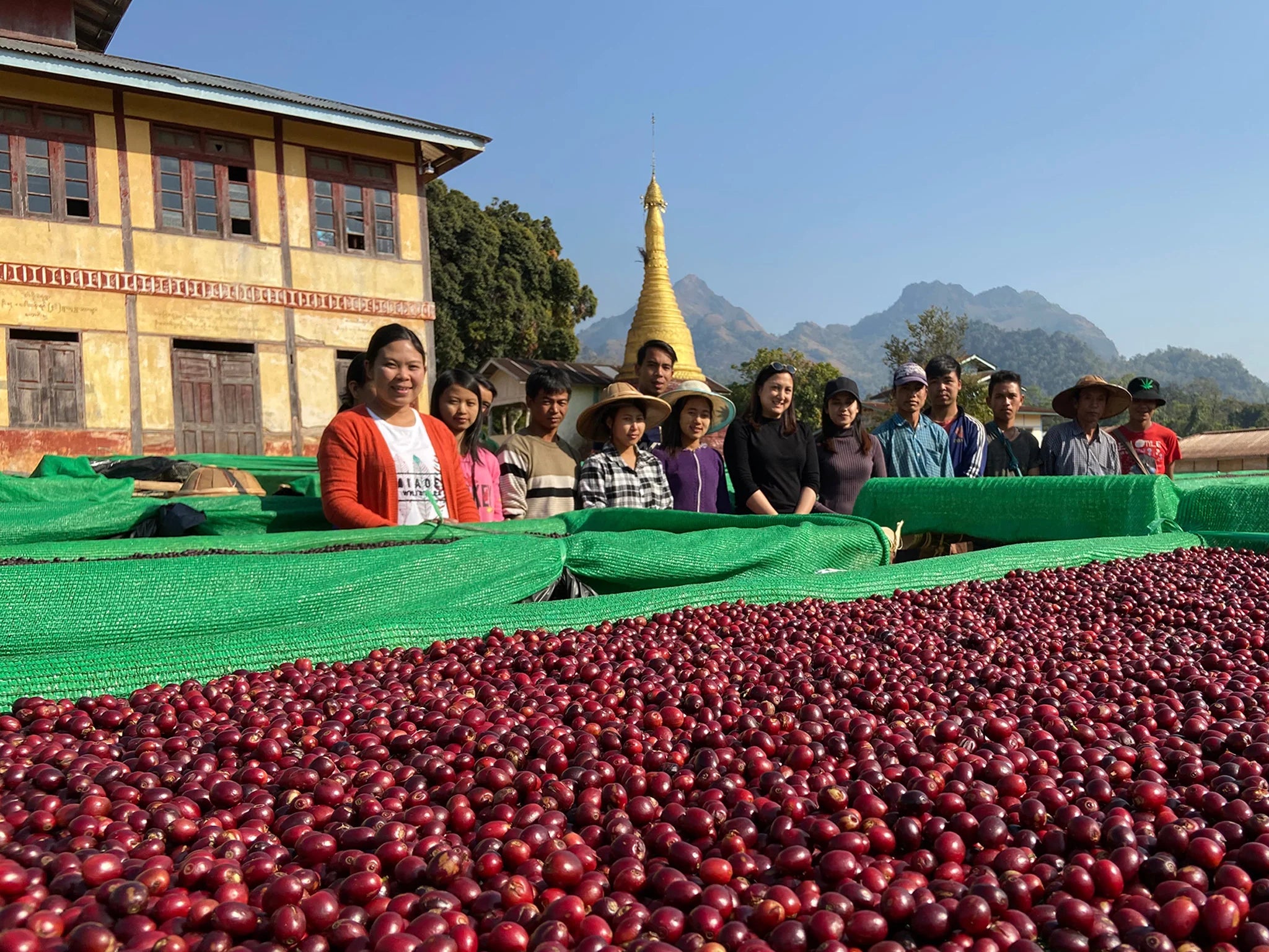Burmese Myanmar Shan Estates Whole Coffee Beans Medium Roast Unusual Great Taste Rare