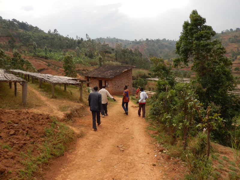 Burundi Umuco W'ikawa Fair Trade Hand Sorted Cherries Whole Coffee Beans
