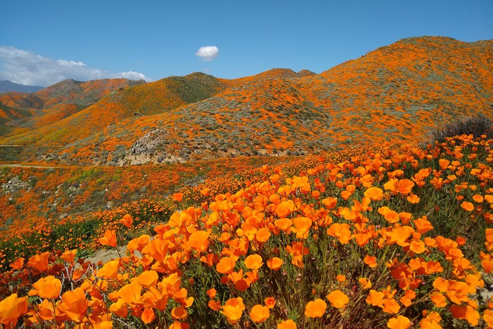 Californian Poppy Herbal Tea Helps With Pain Reduction Soothing Tonic Ease Stress