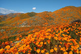 Californian Poppy Herbal Tea Helps With Pain Reduction Soothing Tonic Ease Stress
