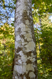 Cascara Sagrada Sacred Bark Loose Leaf Healthy Gentle Constipation Parasite Control