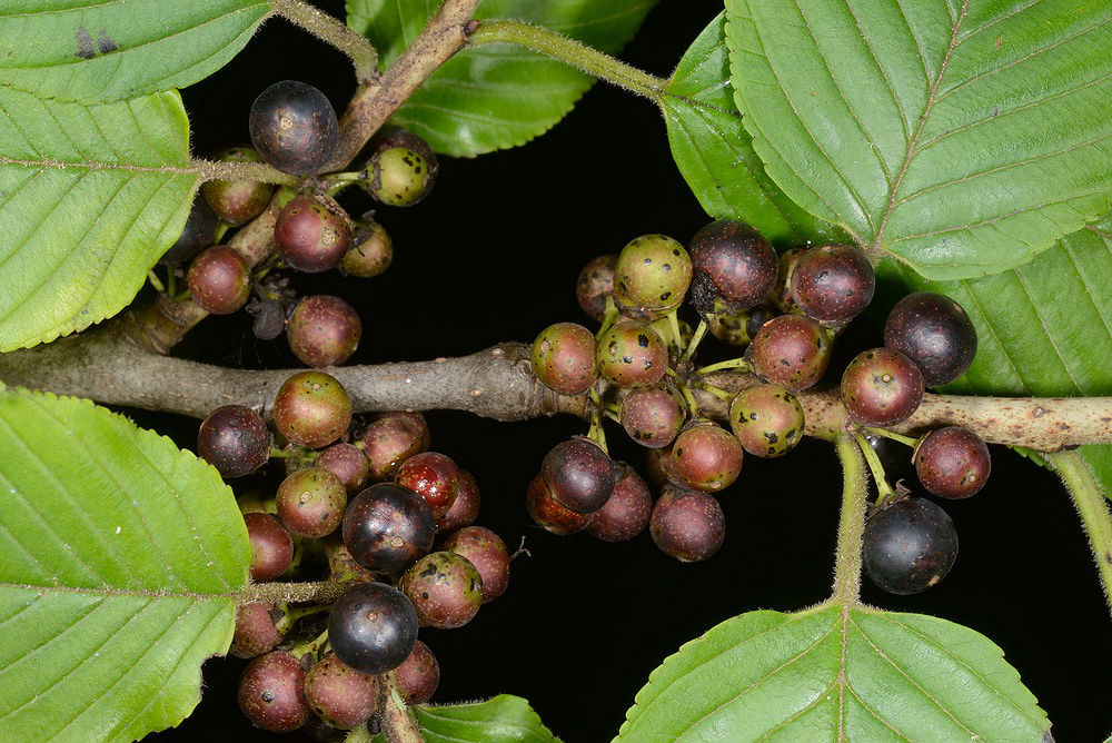 Cascara Sagrada Sacred Bark Loose Leaf Healthy Gentle Constipation Parasite Control