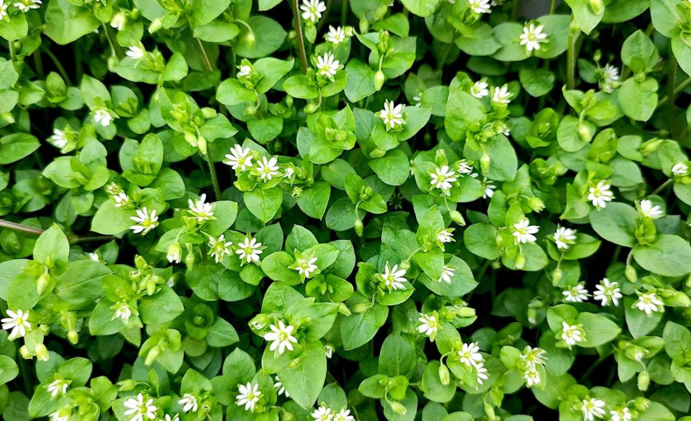 Chickweed Herbal Tea Or Tisane Loose Leaf Healthy Weight Loss Anti-inflammatory