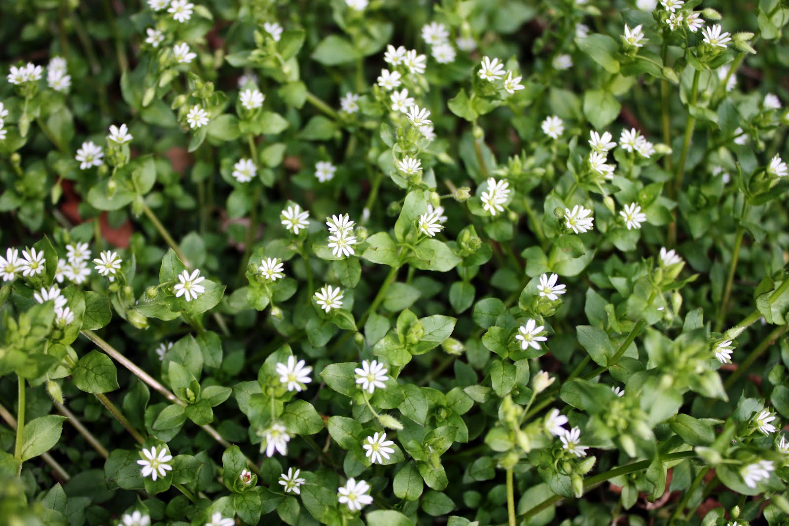 Chickweed Herbal Tea Or Tisane Loose Leaf Healthy Weight Loss Anti-inflammatory