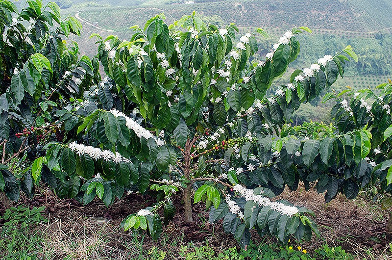 Colombian Bolivar Washed Arabica Whole Coffee Bean Dark Roasted Great Taste Inexpensive