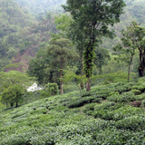 Darjeeling Chamling Estate SFTGFOP Grade 1 Clonal 2nd Flush Black Loose Leaf Tea
