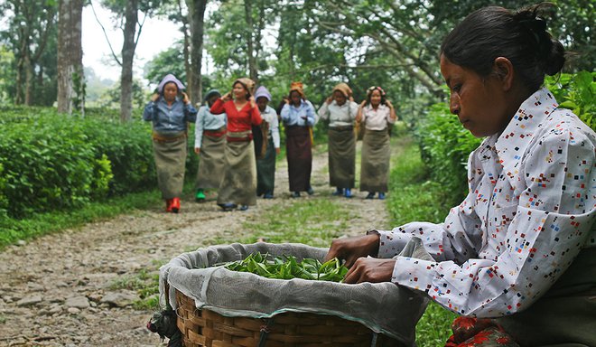 Darjeeling Chamling Estate SFTGFOP Grade 1 Clonal 2nd Flush Black Loose Leaf Tea